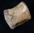 Hadrosaur Vertebra - Two Medicine Formation #16248-1